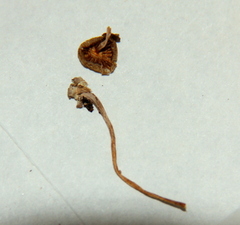 Psilocybe silvatica