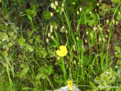 Ranunculus paludosus