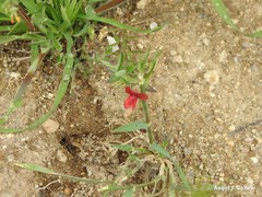 Lathyrus sphaericus