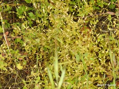 Cerastium brachypetalum