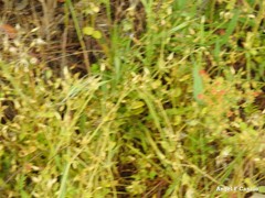 Cerastium brachypetalum