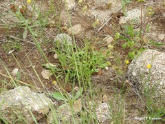 Alchemilla microcarpa