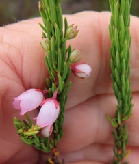 Erica globulifera