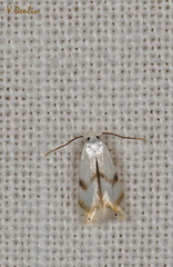 Pseudopostega crepusculella