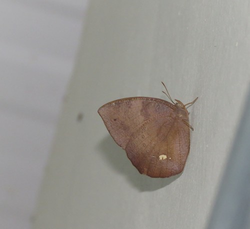 Narope panniculus