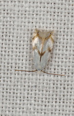 Pseudopostega crepusculella