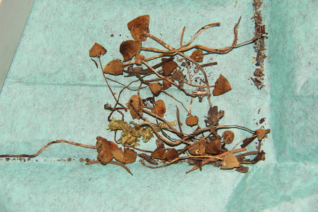Psilocybe silvatica