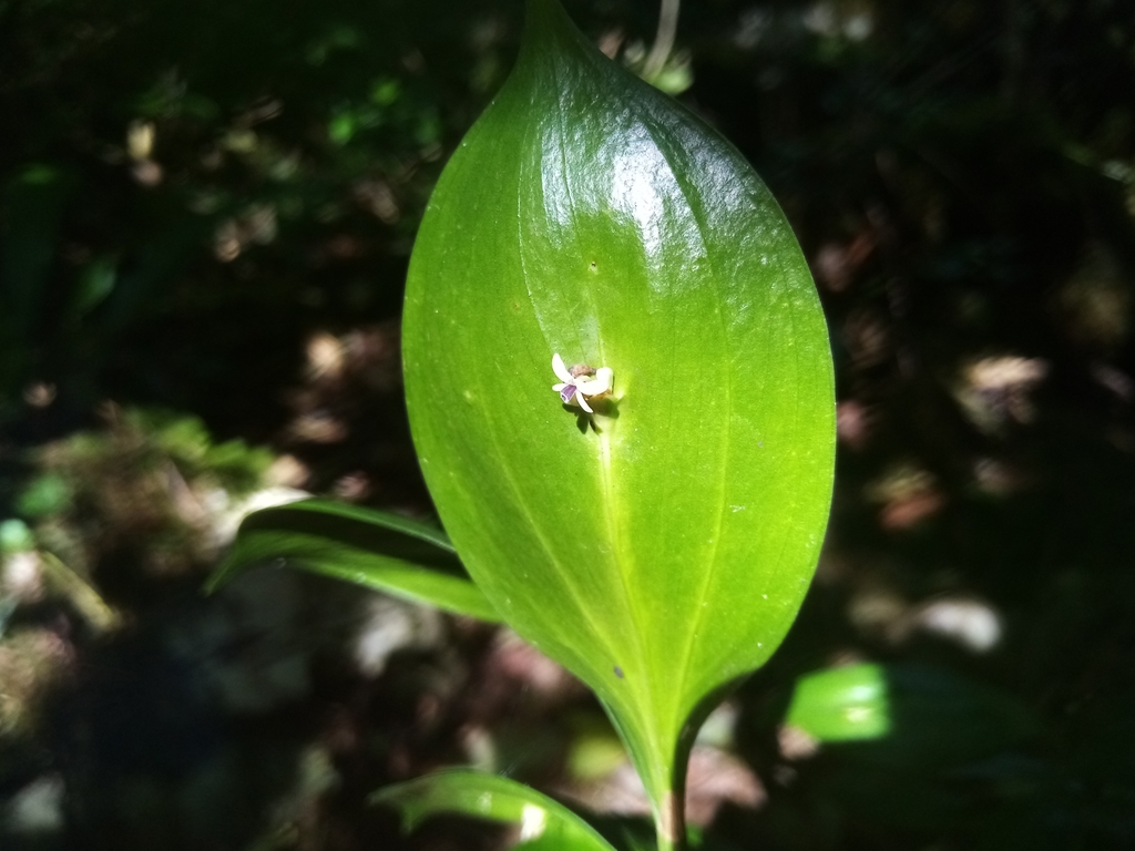 Ruscus colchicus; photograph (c) Anton Popovich, some rights reserved (CC BY)