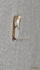 Pseudopostega crepusculella