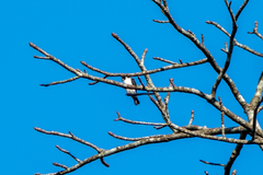 Microhierax melanoleucos