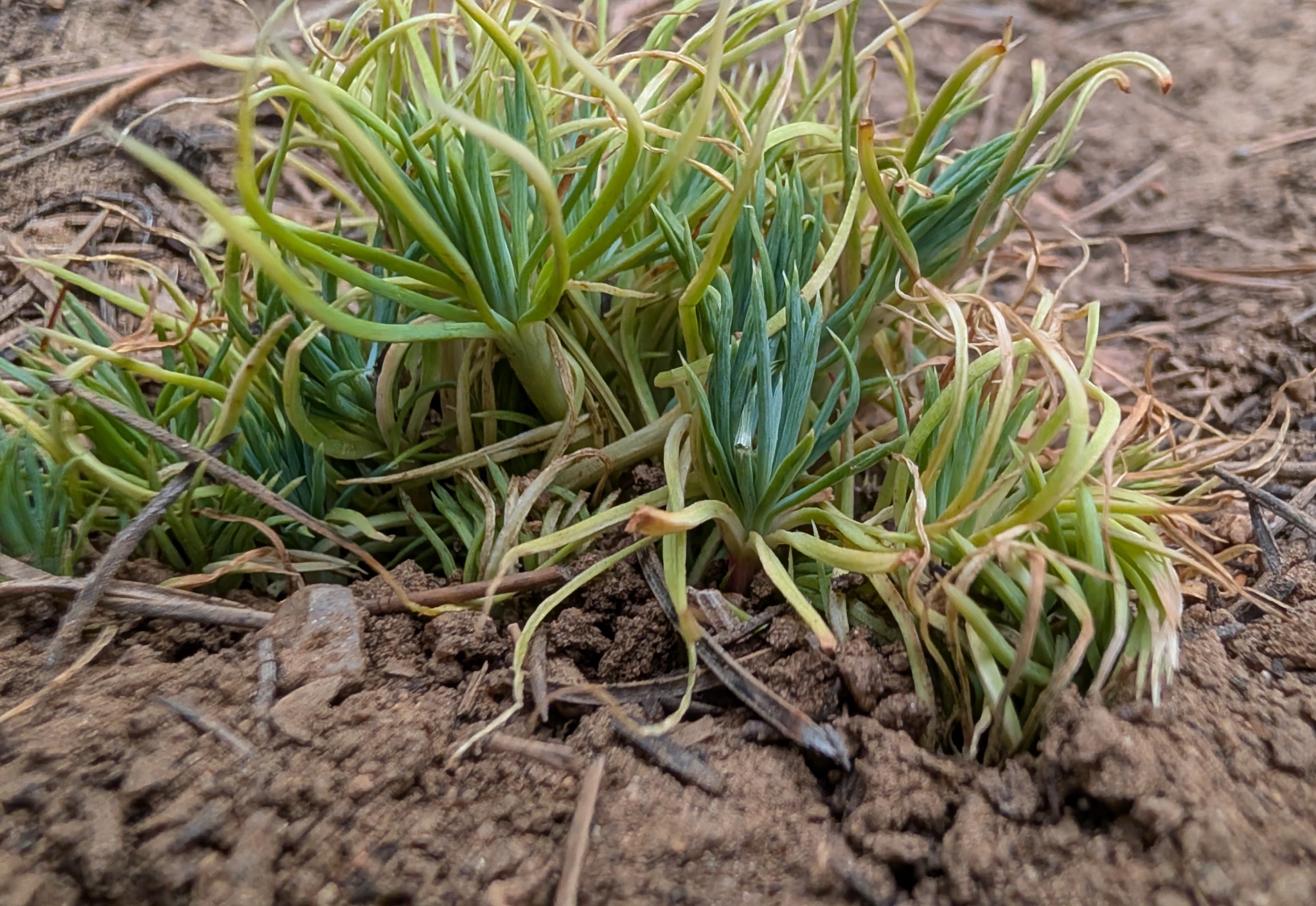 Rocky Mountain Fameflower (Phemeranthus confertiflorus)