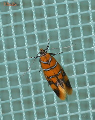 Promalactis procerella