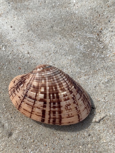 Callista planatella observed 2025-10-04