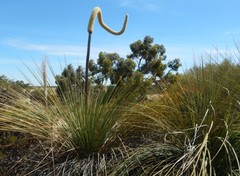 Xanthorrhoea caespitosa