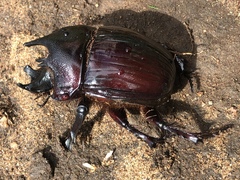 Heliocopris dilloni