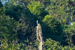 Microhierax melanoleucos