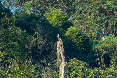 Microhierax melanoleucos