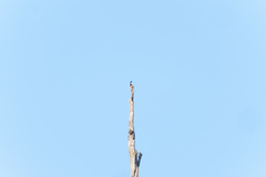 Microhierax melanoleucos