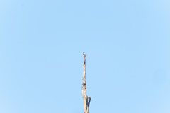 Microhierax melanoleucos