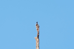 Microhierax melanoleucos