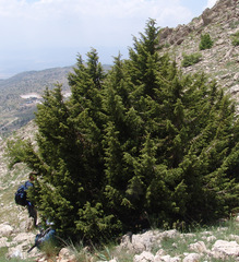 Juniperus drupacea
