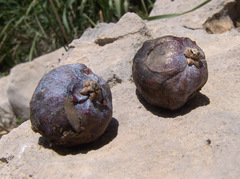 Juniperus drupacea