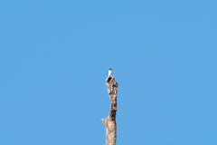 Microhierax melanoleucos