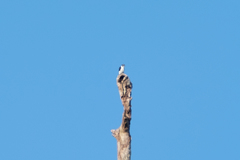 Microhierax melanoleucos