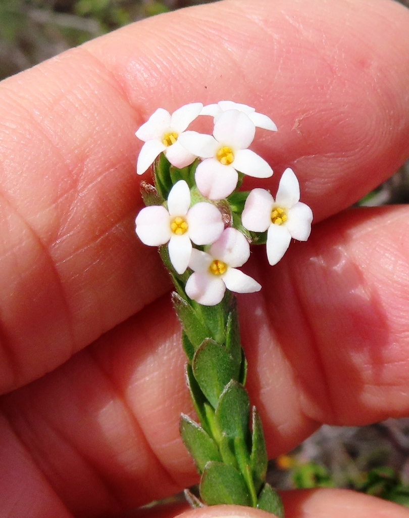 Dune Capesaffron