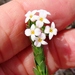 Gnidia spicata - Photo (c) linkie, μερικά δικαιώματα διατηρούνται (CC BY), uploaded by linkie
