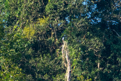 Microhierax melanoleucos