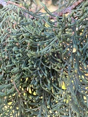 Cupressus sempervirens