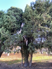 Cupressus sempervirens