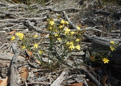Tricoryne elatior