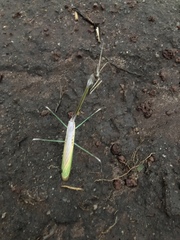 Idolomorpha