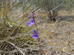 Thysanotus baueri