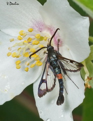 Synanthedon myopaeformis