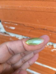 Panchlora thalassina