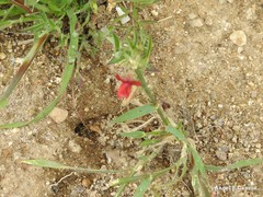 Lathyrus sphaericus