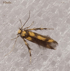 Stathmopoda pedella
