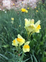 Linaria vulgaris