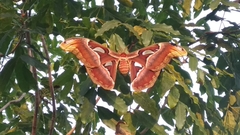 Attacus taprobanis