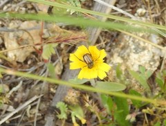 Chasmatopterus