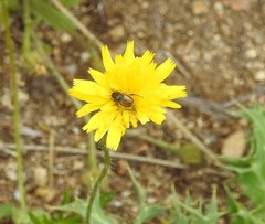 Chasmatopterus