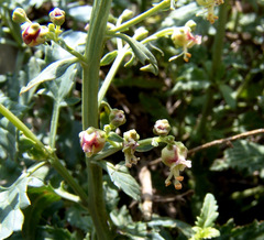 Scrophularia libanotica