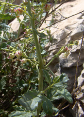 Scrophularia libanotica