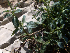 Scrophularia libanotica