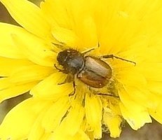 Chasmatopterus