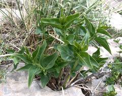 Vincetoxicum dionysiense