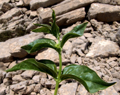 Vincetoxicum dionysiense